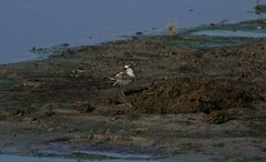 Charadrius pecuarius