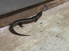 Diploglossus monotropis