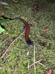 Plethodon yonahlossee