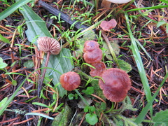 Gymnopus brassicolens