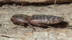 Monocrepidius submarmoratus