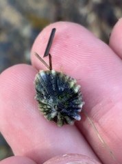 Siphonaria australis