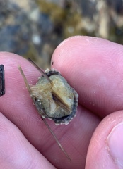 Siphonaria australis