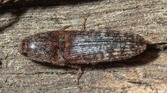 Monocrepidius submarmoratus