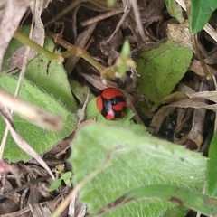 Coccinella