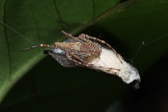 Hamadruas hieroglyphica