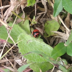 Coccinella