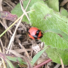 Coccinella