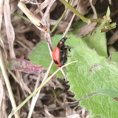 Coccinella