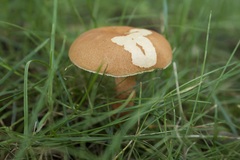Austroboletus gracilis