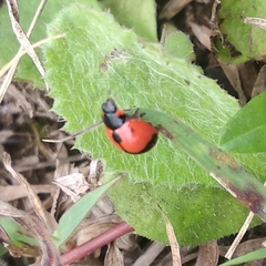 Coccinella