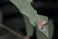 Eoophyla gibbosalis