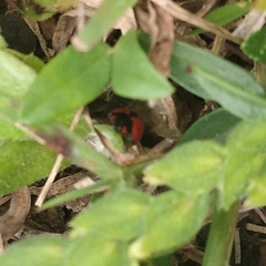 Coccinella
