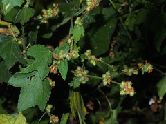 Triumfetta rhomboidea