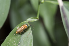 Stenocladius bicoloripes