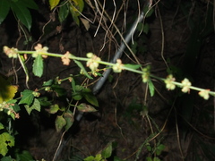 Triumfetta rhomboidea