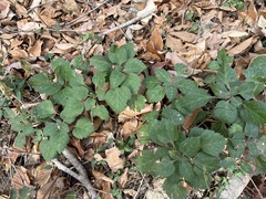 Pachysandra procumbens