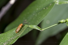 Stenocladius bicoloripes