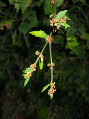 Triumfetta rhomboidea