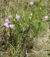 Agalinis aspera