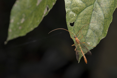 Enicospilus pungens