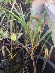 Crinum americanum