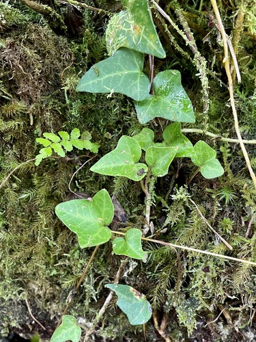 Hedera helix, 2022-11-24