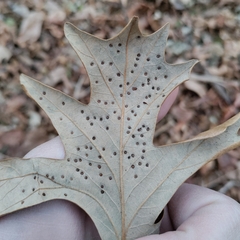 Neuroterus saltarius