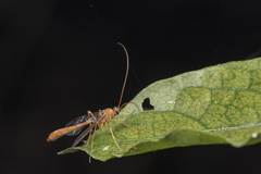 Enicospilus pungens