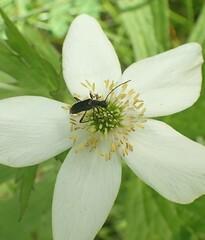 Cerambycoidea