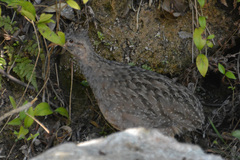 Nothoprocta pentlandii