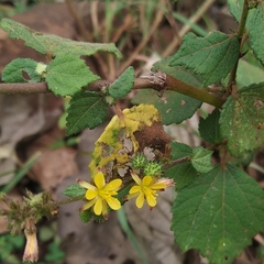 Triumfetta rhomboidea