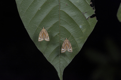 Eoophyla gibbosalis