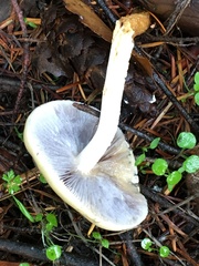 Stropharia ambigua