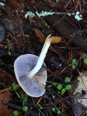 Stropharia ambigua