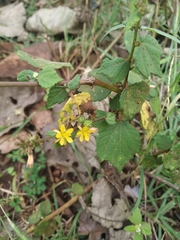 Triumfetta rhomboidea