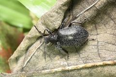 Lagria ventralis