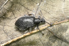Lagria ventralis