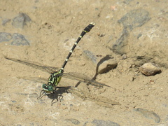 Hemigomphus heteroclytus