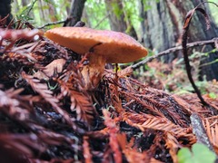 Suillus lakei