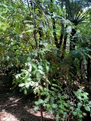 Prumnopitys ferruginea