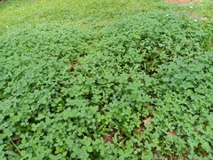 Trifolium repens repens