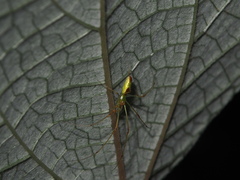 Tetragnatha squamata