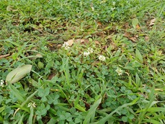 Trifolium repens repens