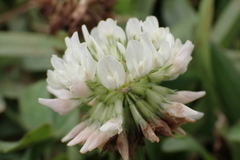 Trifolium repens repens