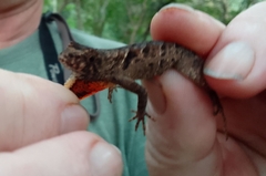 Anolis mccraniei