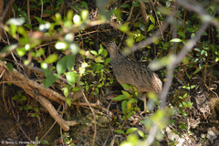 Nothoprocta pentlandii