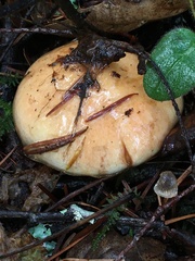 Lactarius scrobiculatus