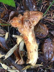 Suillus ponderosus