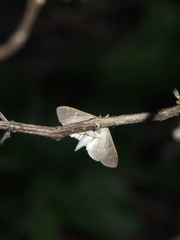 Herpetogramma licarsisalis